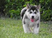 Ready to go beautiful alaskan malamute babise