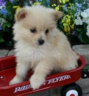 Cute and affectionate pomeranian puppies available for pet families