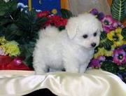 Bichon frice puppies for sale this new year in a good loveley home