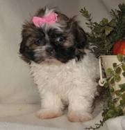 Ready to go shih tzu beautiful puppies