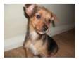 friendly 8 1/2 wks old yorkie x jack russell puppies has....