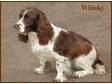 Pedigree KC Registered English Springer Spaniel Puppies in Exeter,  Devon