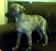 KC Registered Whippet Puppy For Sale