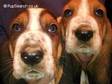 Basset Hound Puppies