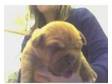 douge de bordeaux puppies. dogue de bordeaux puppies for....