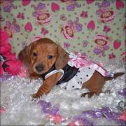 Dachshund puppy for sale