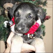 German Shepherd puppy for sale