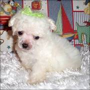 tea cup poodle for sale