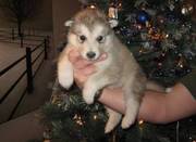 Good Looking Alaskan Malamute Puppies For Lovely Homes