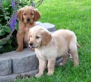 Two Lovely Golden Retriever Puppies For Loving Homes