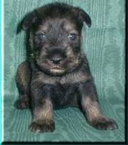 Standard Schnauzers puppies looking for a lovely home