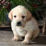 Yellow Lab puppies for sale in a happen family