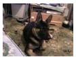 11month old male german shepard cross akita. bulky male....