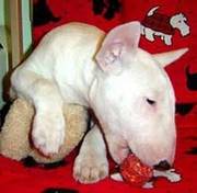 Bull Terrier Puppies For Sale