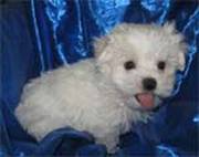 Malti-Poo Dogs For Sale