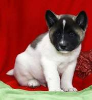 jaminelarry@gmail.com Gorgeous and adorable Akita puppies