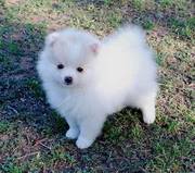 jaminelarry@gmail.com Gorgeous and adorable pomeranian puppies