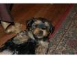 yorkshire terrier cross king charles cavaliers