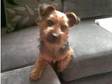 Dlrc Reg Yorkie for Stud. Bentley is a 4th generation....