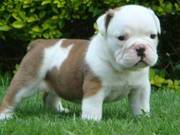 English Bulldog puppy for sale