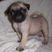 Pug Puppy for sale