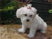 Havanese Puppy for sale