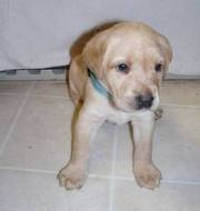 Super Quality Labrador Retriever Puppy Ready To Go