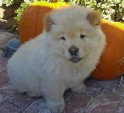 Chow Chow puppy for sale