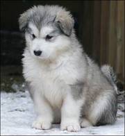 Alaskan Malamute Puppy for sale