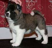 Akita puppy for sale