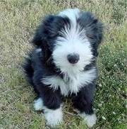 Bearded Collie Puppy for sale