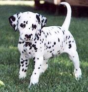 Dalmatian puppy for sale