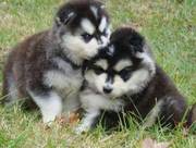 wonderful Malamute Puppies For Good Homes