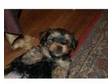 yorkshire terrier cross king charles cavaliers three....