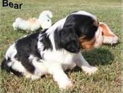 Cavalier King Charles Spaniel