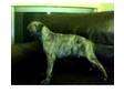 KC Registered Whippet Pup For Sale!. KC Registered....