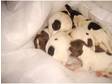 springer spaniel puppies