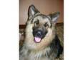 German Shepherd Male 1 Yr old Free To Good Home. German....