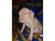 Red STAFFORDSHIRE Bull Terrier BOY 8 WEEKS PUPPY