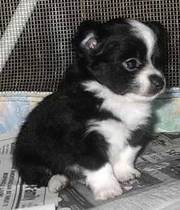 Two Cute long haired chihuahua puppies Ready To Go