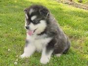 Alaskan Malamute Puppies for new homes