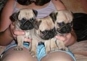 Little Pug For Sale