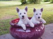 Cute and Tiny West Highland Terrier Puppies for Good homes