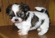 Charming Shih Tzu Puppies