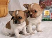 Chihuahua Puppies For Sale