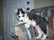 Blinking Blue eye Siberian Husky Puppies