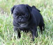 Pug Puppies For Sale