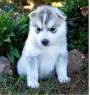 super quality Siberian Husky Puppies for adoption