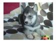 Siberbian Husky puppies. Siberian husky puppies,  all....