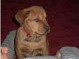 dogue de bordeux x rotty puppies (£175). hi here we have....